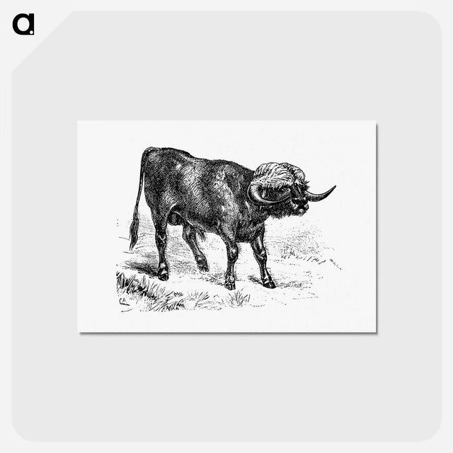 アートポストカード-Bull from Portuguese Expedition To Muatianvua
 - 大英図書館 Postcard.