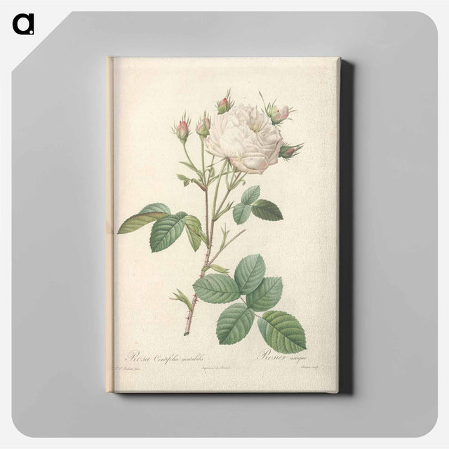 アートパネル-Rose illustration - ピエール ジョゼフ ルドゥーテ Canvas.