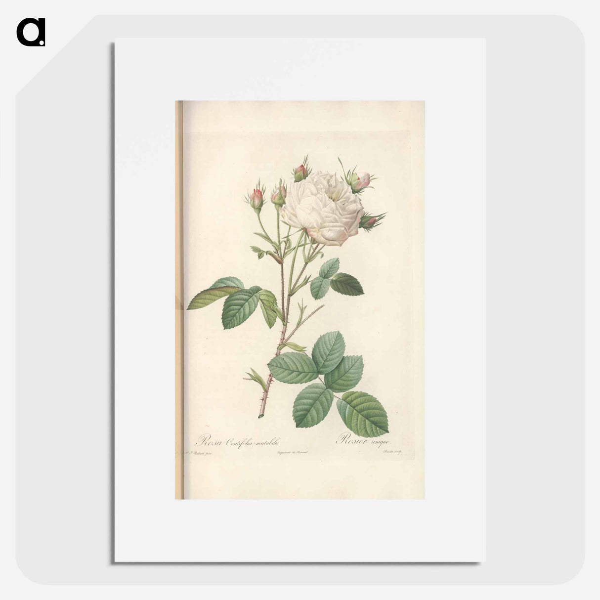 Rose illustration - Pierre Joseph Redouté Poster.