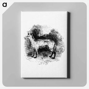 アートパネル-Mountain Fox
 - 大英図書館 Canvas.