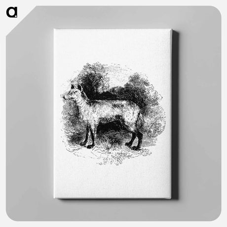 アートパネル-Mountain Fox
 - 大英図書館 Canvas.