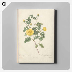 アートパネル-Rose illustration - ピエール ジョゼフ ルドゥーテ Canvas.