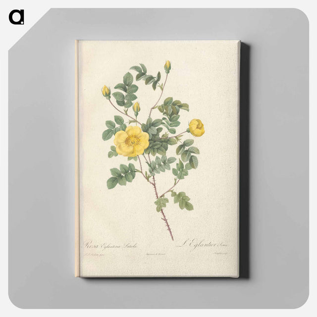 アートパネル-Rose illustration - ピエール ジョゼフ ルドゥーテ Canvas.