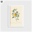 アートポストカード-Rose illustration - ピエール ジョゼフ ルドゥーテ Postcard.