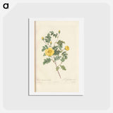 アートポストカード-Rose illustration - ピエール ジョゼフ ルドゥーテ Postcard.