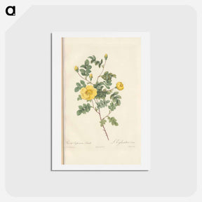 アートポストカード-Rose illustration - ピエール ジョゼフ ルドゥーテ Postcard.