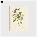 アートポストカード-Rose illustration - ピエール ジョゼフ ルドゥーテ Postcard.
