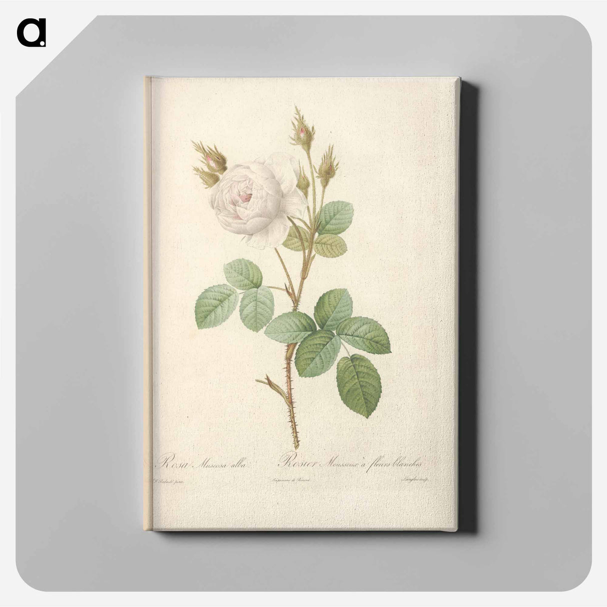 アートパネル-Rose illustration - ピエール ジョゼフ ルドゥーテ Canvas.