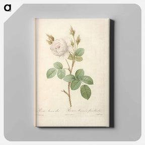 アートパネル-Rose illustration - ピエール ジョゼフ ルドゥーテ Canvas.