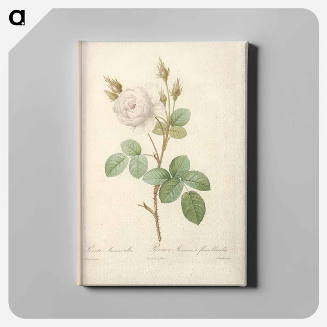 アートパネル-Rose illustration - ピエール ジョゼフ ルドゥーテ Canvas.