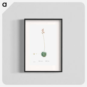 アートポスター-Aloe Atrovirens (Dwarf Aloe) - ピエール ジョゼフ ルドゥーテ Poster.