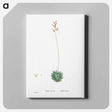 アートパネル-Aloe Atrovirens (Dwarf Aloe) - ピエール ジョゼフ ルドゥーテ Canvas.