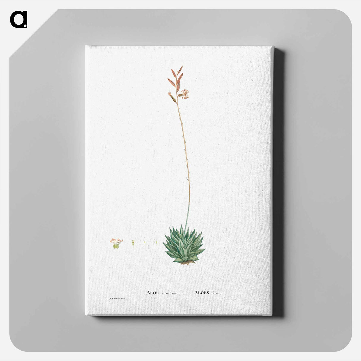 アートパネル-Aloe Atrovirens (Dwarf Aloe) - ピエール ジョゼフ ルドゥーテ Canvas.