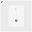 アートポストカード-Aloe Atrovirens (Dwarf Aloe) - ピエール ジョゼフ ルドゥーテ Postcard.