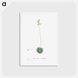 アートポストカード-Aloe Atrovirens (Dwarf Aloe) - ピエール ジョゼフ ルドゥーテ Postcard.