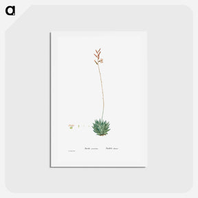 アートポストカード-Aloe Atrovirens (Dwarf Aloe) - ピエール ジョゼフ ルドゥーテ Postcard.