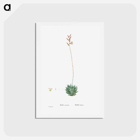 アートポストカード-Aloe Atrovirens (Dwarf Aloe) - ピエール ジョゼフ ルドゥーテ Postcard.