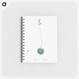 Aloe Atrovirens (Dwarf Aloe) - ピエール ジョゼフ ルドゥーテ Memo.