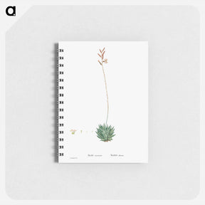 アートメモ帳-Aloe Atrovirens (Dwarf Aloe) - ピエール ジョゼフ ルドゥーテ Memo.