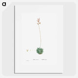 Aloe Atrovirens (Dwarf Aloe) - ピエール ジョゼフ ルドゥーテ Poster.