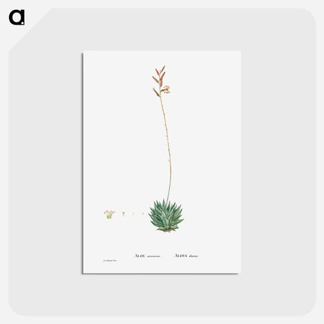 アートポストカード-Aloe Atrovirens (Dwarf Aloe) - ピエール ジョゼフ ルドゥーテ Postcard.
