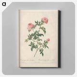 アートパネル-Rose illustration - ピエール ジョゼフ ルドゥーテ Canvas.