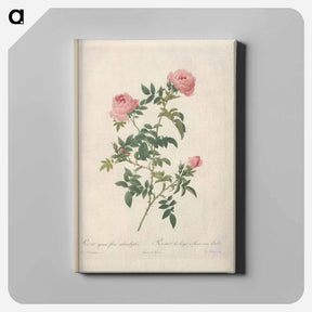 アートパネル-Rose illustration - ピエール ジョゼフ ルドゥーテ Canvas.