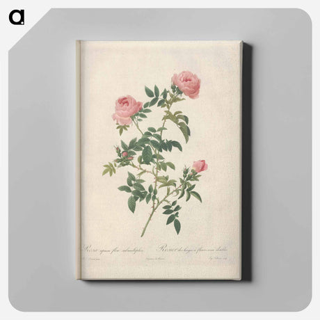 アートパネル-Rose illustration - ピエール ジョゼフ ルドゥーテ Canvas.