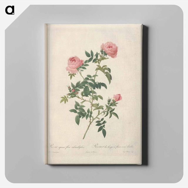 アートパネル-Rose illustration - ピエール ジョゼフ ルドゥーテ Canvas.