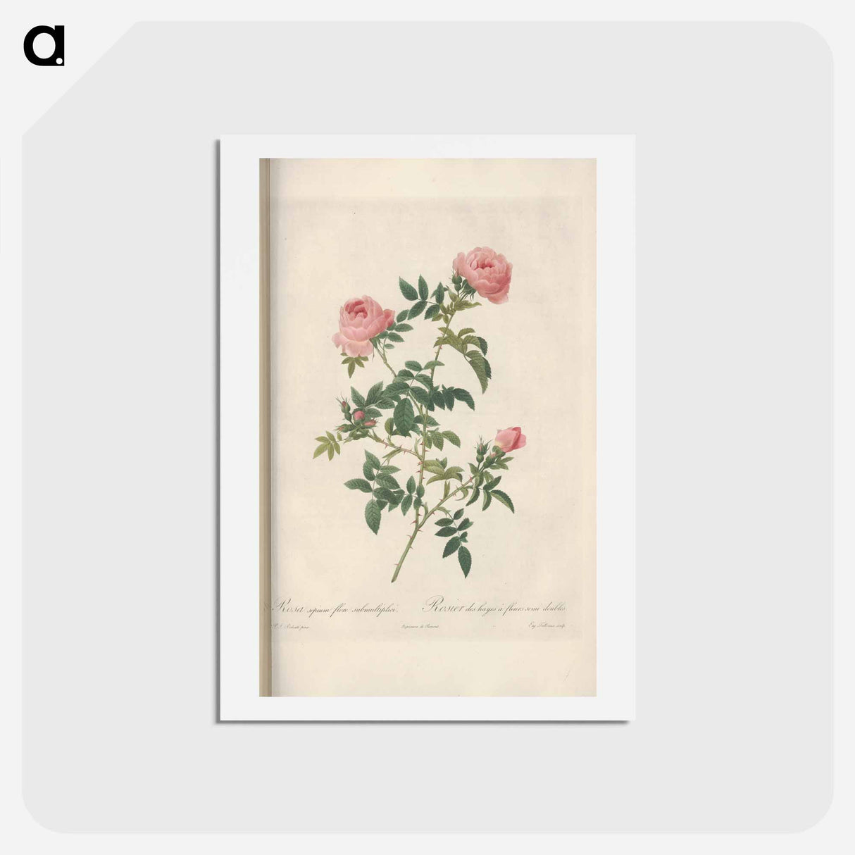 アートポストカード-Rose illustration - ピエール ジョゼフ ルドゥーテ Postcard.