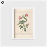 アートポストカード-Rose illustration - ピエール ジョゼフ ルドゥーテ Postcard.