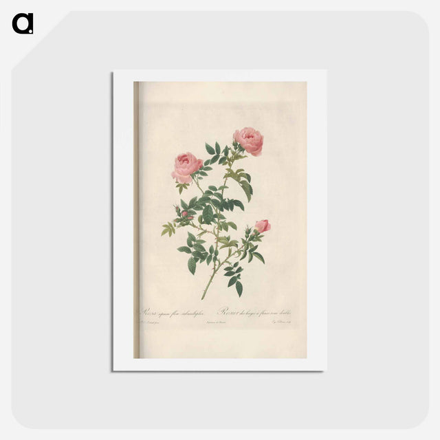アートポストカード-Rose illustration - ピエール ジョゼフ ルドゥーテ Postcard.