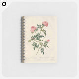 Rose illustration - ピエール ジョゼフ ルドゥーテ Memo.