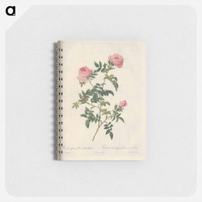 アートメモ帳-Rose illustration - ピエール ジョゼフ ルドゥーテ Memo.