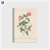 アートポストカード-Rose illustration - ピエール ジョゼフ ルドゥーテ Postcard.