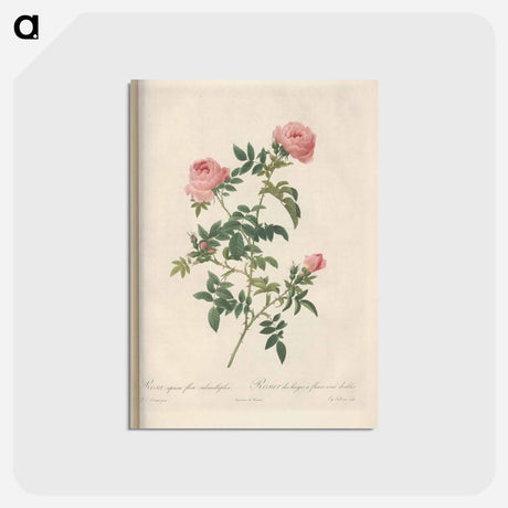 アートポストカード-Rose illustration - ピエール ジョゼフ ルドゥーテ Postcard.