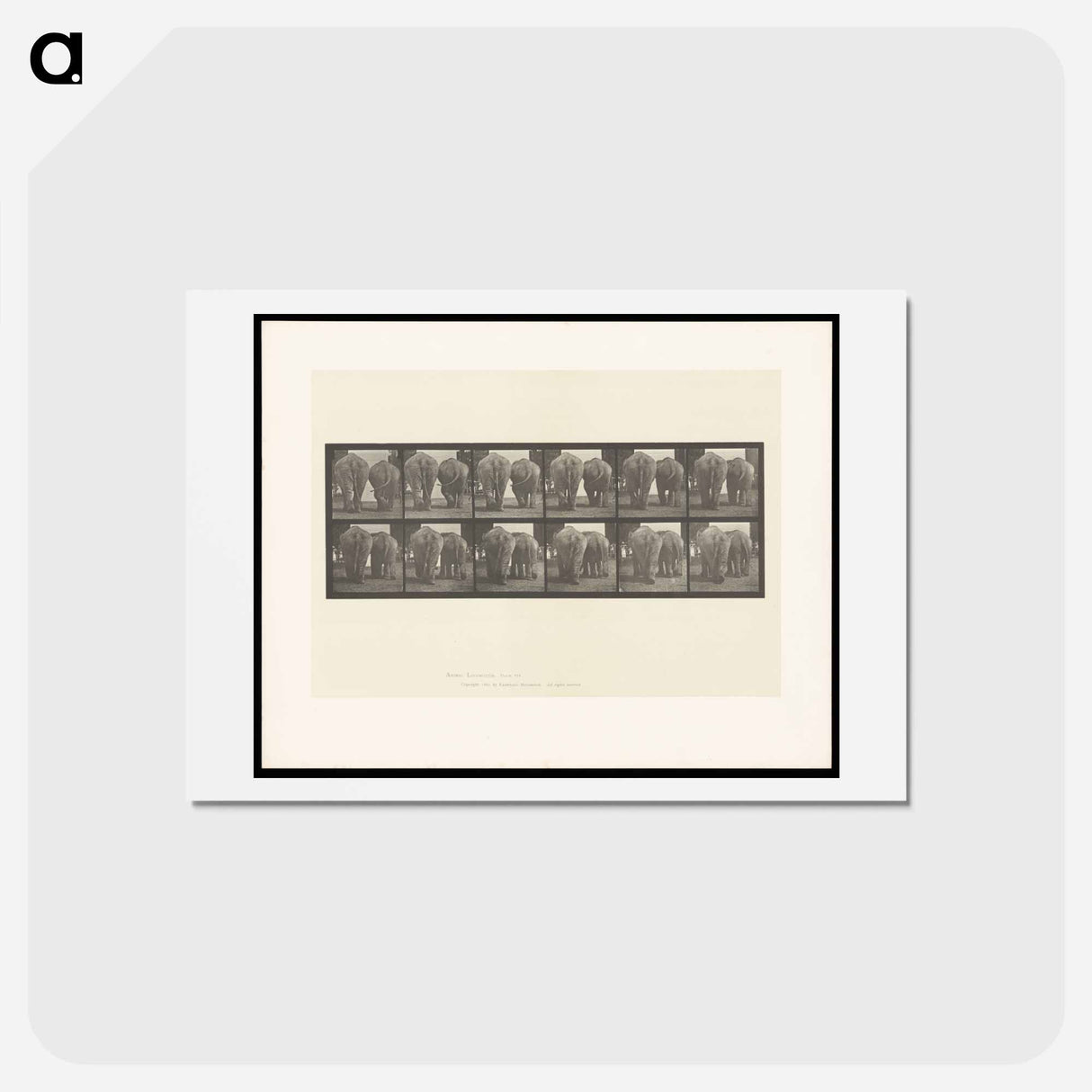 アートポストカード-Walking Elephants
 - エドワード マイブリッジ Postcard.