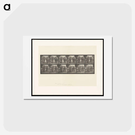 アートポストカード-Walking Elephants
 - エドワード マイブリッジ Postcard.