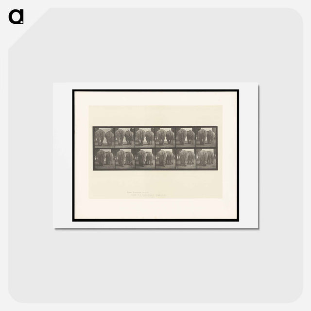 アートポストカード-Walking Elephants
 - エドワード マイブリッジ Postcard.