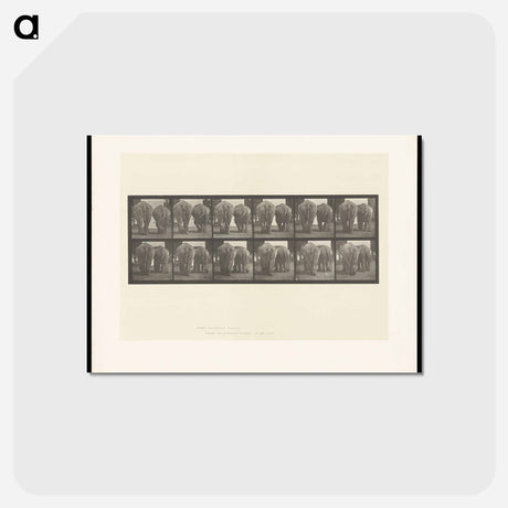 アートポストカード-Walking Elephants
 - エドワード マイブリッジ Postcard.