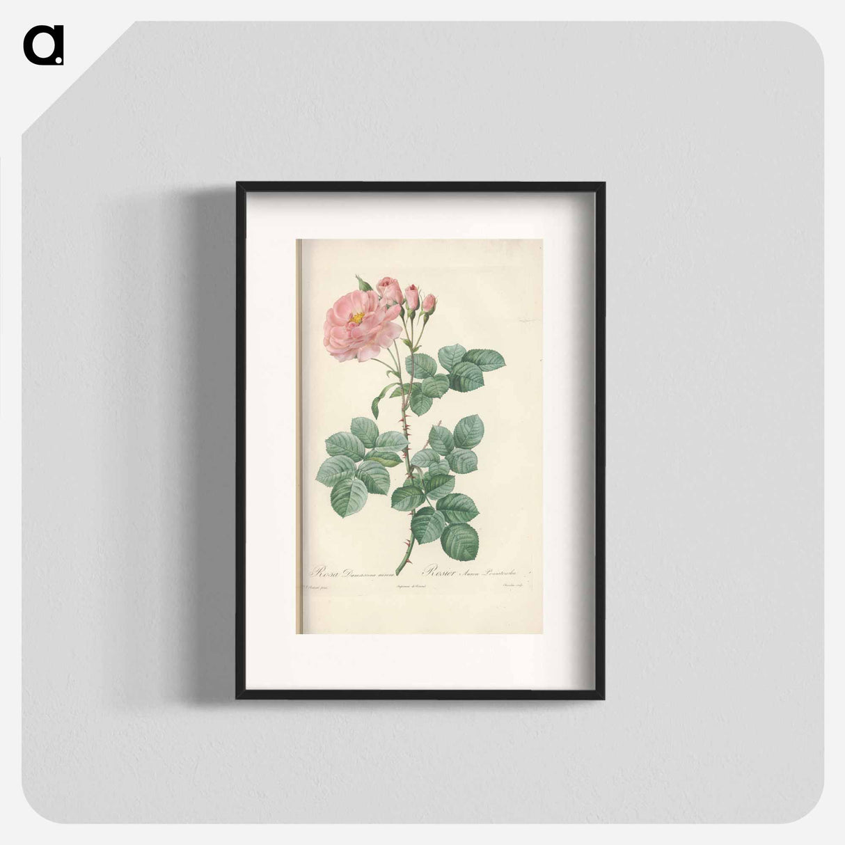 Rose illustration - Pierre Joseph Redouté Poster.