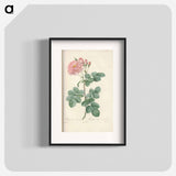 Rose illustration - Pierre Joseph Redouté Poster.