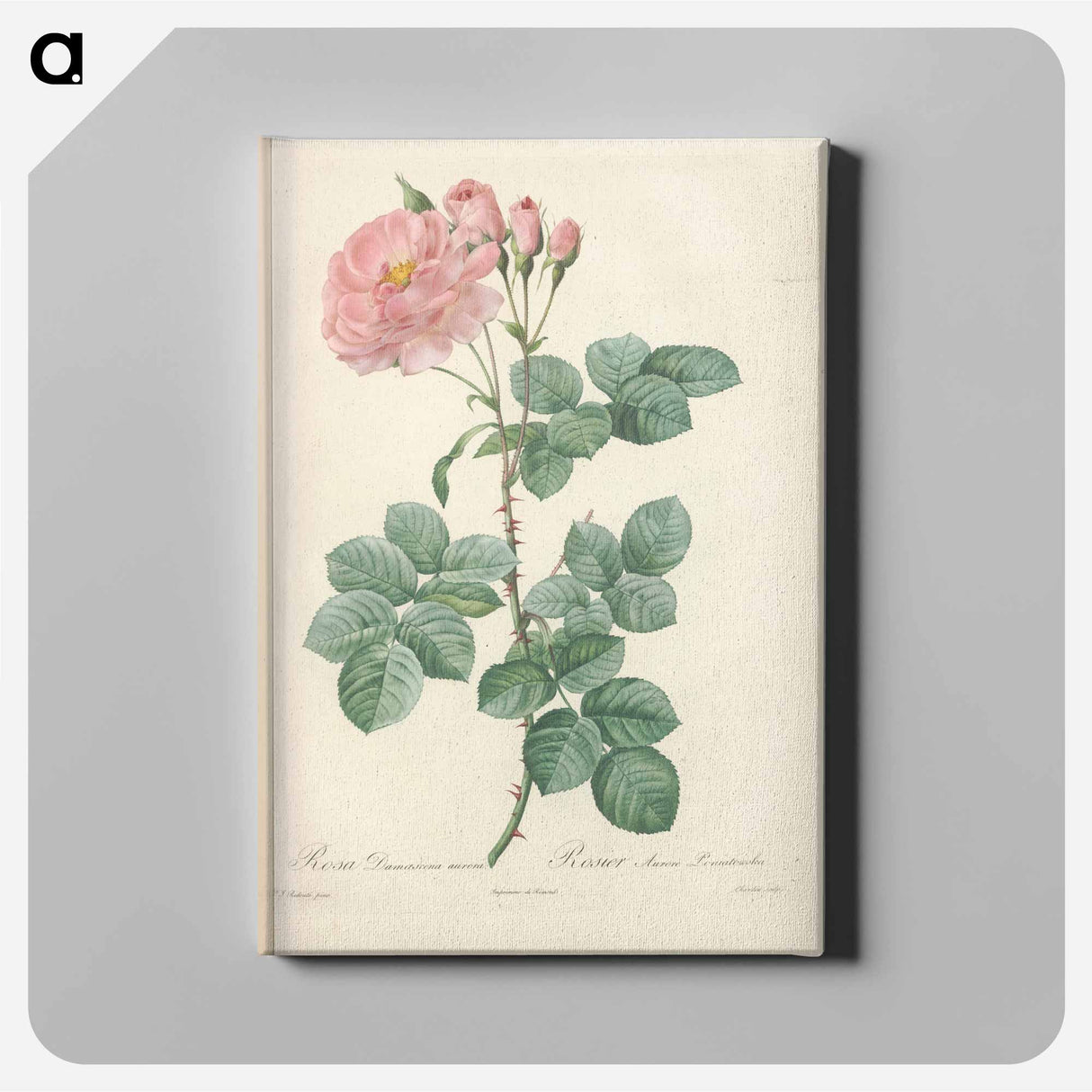 アートパネル-Rose illustration - ピエール ジョゼフ ルドゥーテ Canvas.