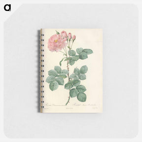 アートメモ帳-Rose illustration - ピエール ジョゼフ ルドゥーテ Memo.
