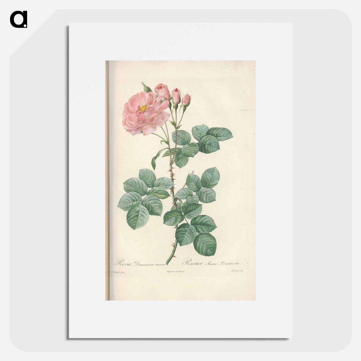Rose illustration - Pierre Joseph Redouté Poster.
