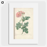 Rose illustration - Pierre Joseph Redouté Poster.