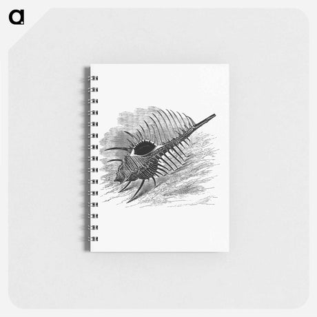 アートメモ帳-Venus Comb, from The Book Of The Ocean
 - 大英図書館 Memo.