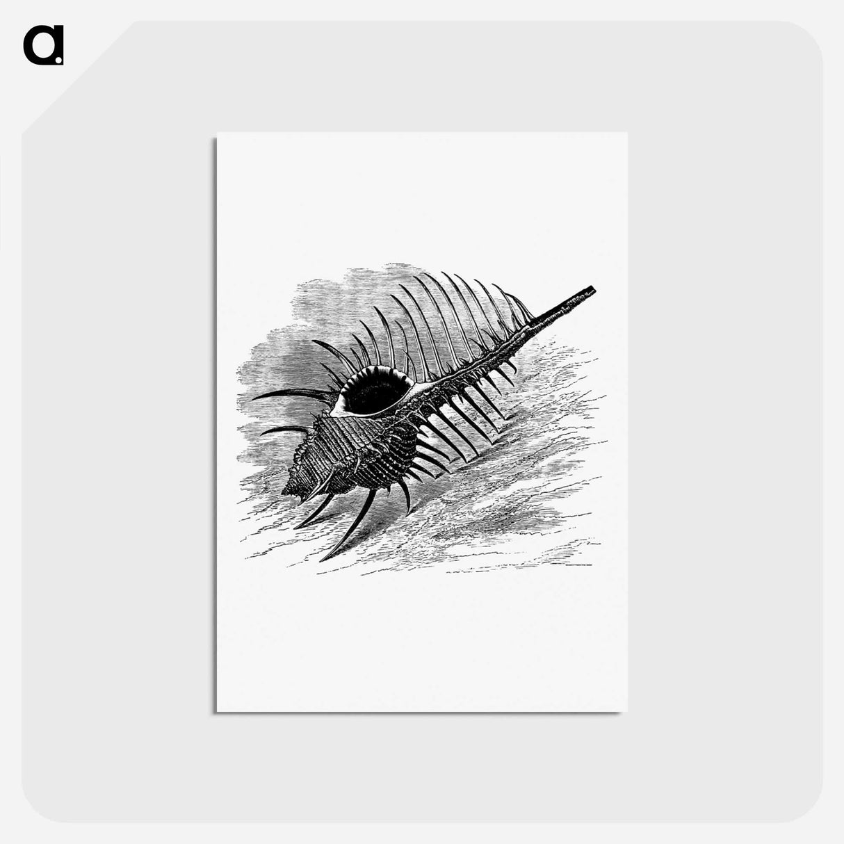 アートポストカード-Venus Comb, from The Book Of The Ocean
 - 大英図書館 Postcard.