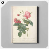 アートパネル-Rose illustration - ピエール ジョゼフ ルドゥーテ Canvas.