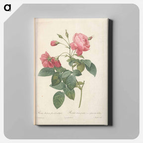 アートパネル-Rose illustration - ピエール ジョゼフ ルドゥーテ Canvas.
